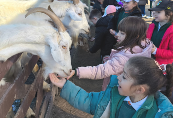 granja educativa 1er grado granja educativa 1er grado